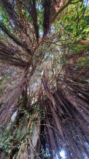 2024-01-GranCan-Jardin_de_la_Marquesa-086.jpg